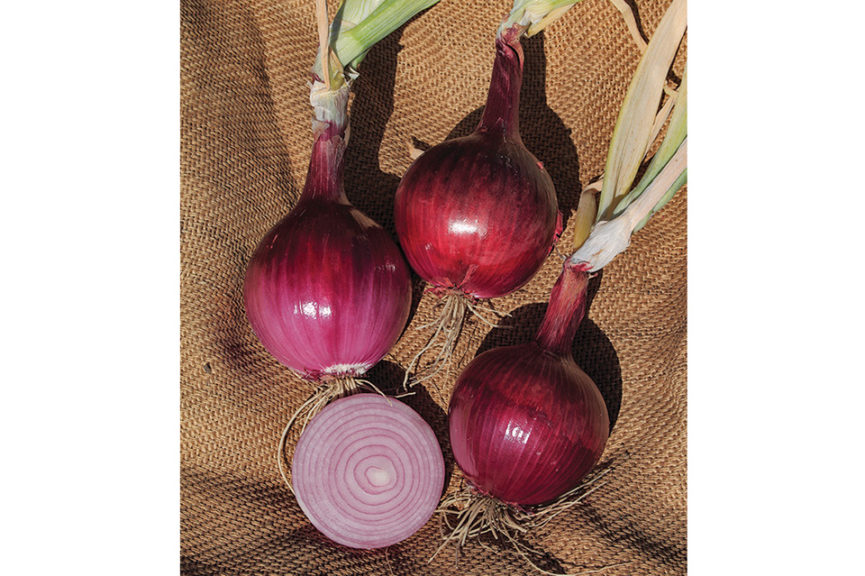 SV4643NT from Seminis Vegetable Seeds, Inc. and Rupp Seeds