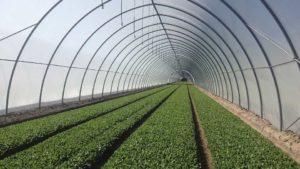 New Venture Has Baby Leaf Greens Booming on the East Coast
