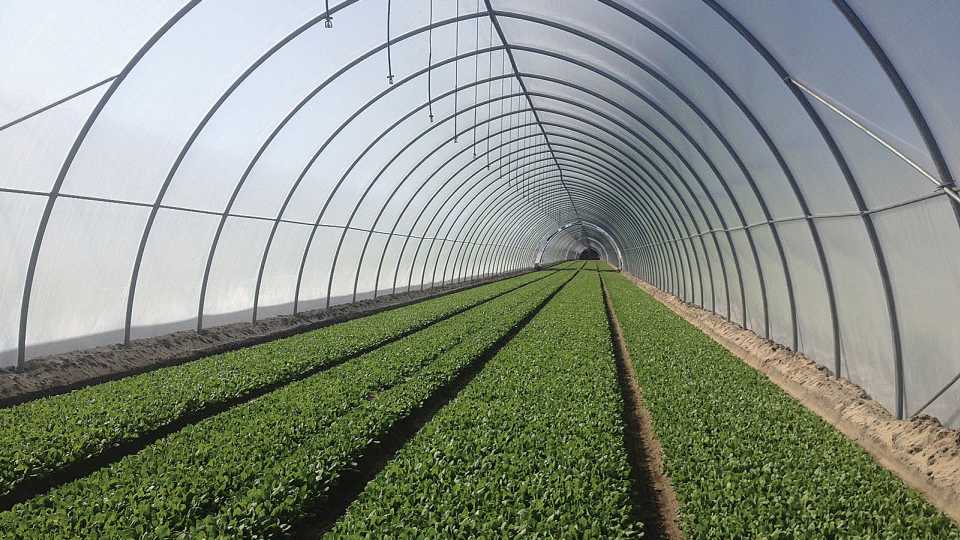 Baby spinach under high tunnel in North Florida
