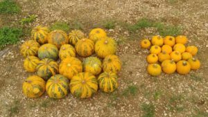 Unique Breeds of Tasty Pumpkins on the Rise in South Florida