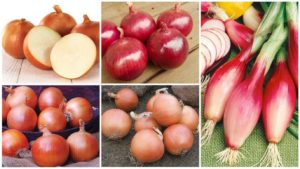Pick Your New Crop from These 20 Onion Varieties