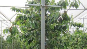 Get to Know the New ‘Table Top’ Training System for Cherries