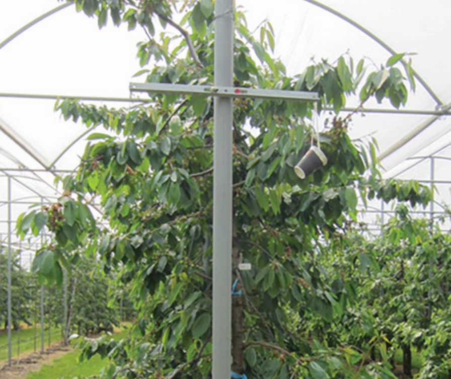 Get to Know the New ‘Table Top’ Training System for Cherries