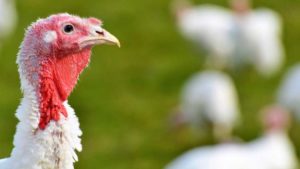Costs Trimmed Down for Classic Thanksgiving Feast in 2024