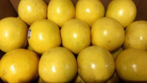 Latest Florida Citrus Forecast Has Grapefruit Trending Up