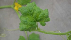 What it Takes to Conquer Cucumber Mosaic Virus