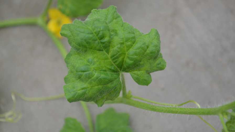 Field Scouting Guide: Cucumber Mosaic Virus