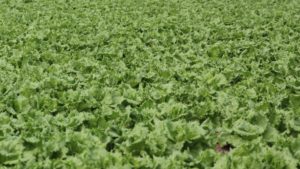 FDA Investigating Three Separate Romaine-Linked E. Coli Outbreaks