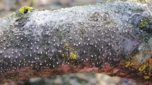 Why Cytospora Is a Year-Round Fight for Prune Growers