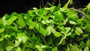 Alternative Food Crops to Consider: Fenugreek