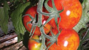 Protect Your Veggie Crops From Pepino Mosaic Virus