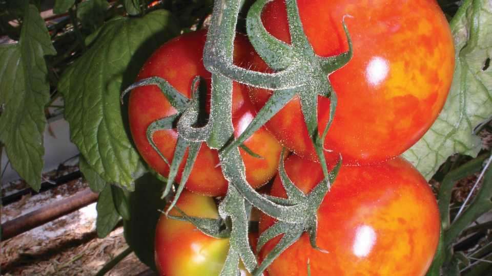 Protect Your Veggie Crops From Pepino Mosaic Virus