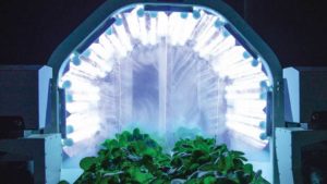 Ways UV Light is Exposing Fruit Pests and Pathogens
