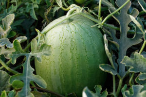 Ace Plus from Sakata Seed America
