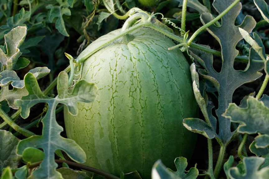 Ace Plus from Sakata Seed America