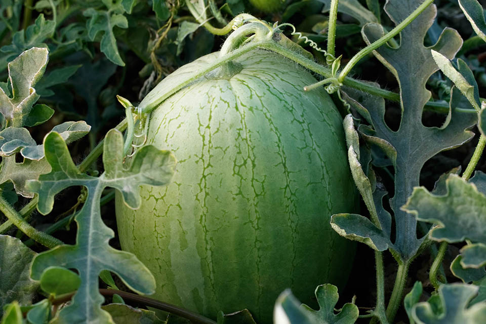 18 Watermelon Varieties Perfect for 2020 - Growing Produce