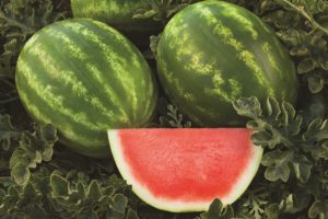 Captivation from Syngenta