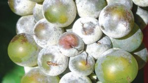 California Growers Get New Tool to Fight Plant Diseases