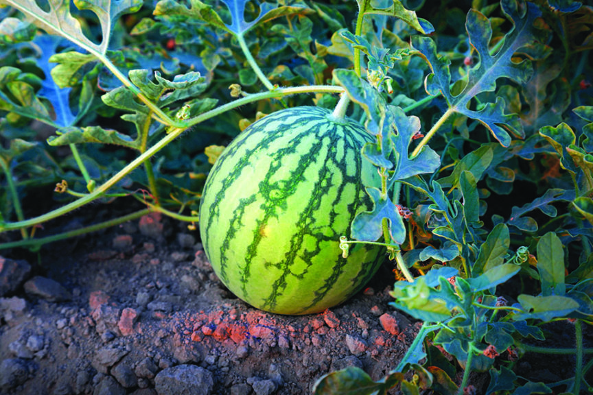 Wild Card Plus from Sakata Seed America