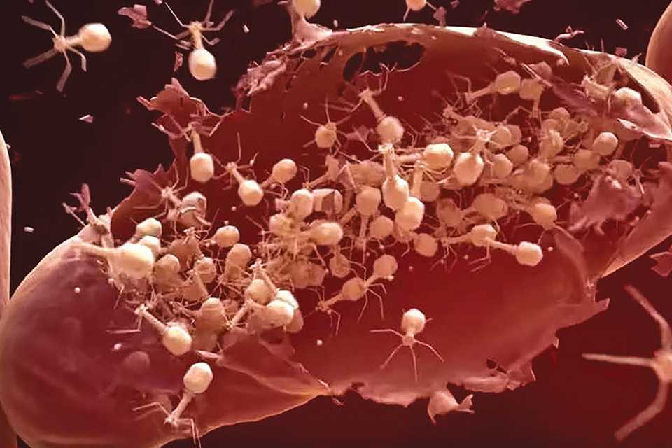 Bacteriophages on the attack
