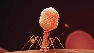 Ways Phages Can Stymie Stubborn Fruit Crop Pests