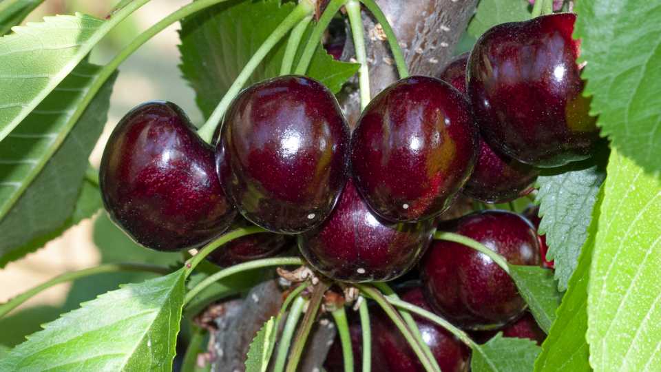 New Variety Options on the Rise for Cherry Growers