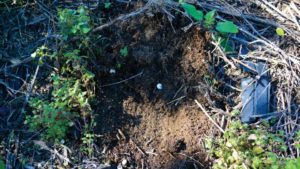 Study Says Healthy Soil Grows Healthier Food Crops