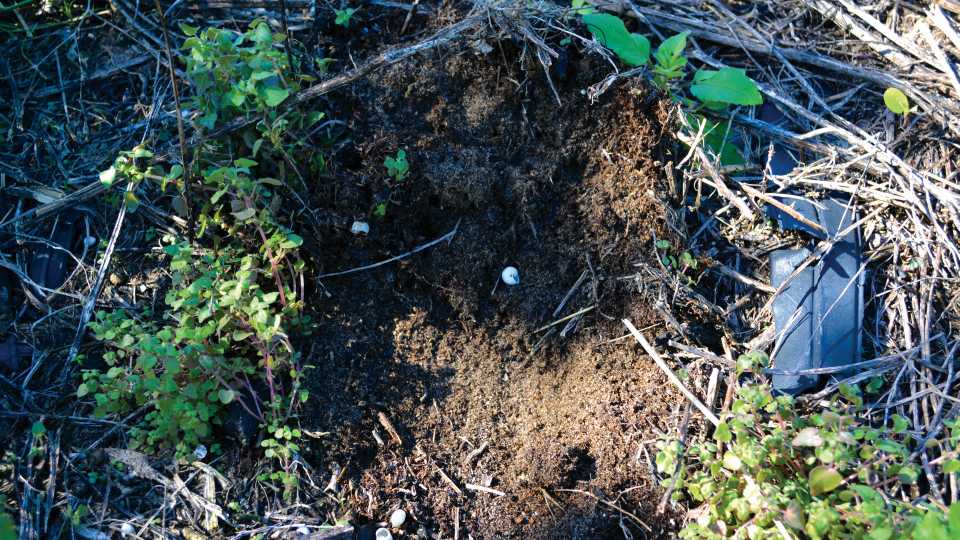 Study Says Healthy Soil Grows Healthier Food Crops