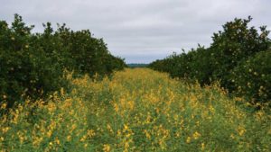 $10 Million Grant To Help the U.S. Double Its Acreage of Cover Crops by 2030