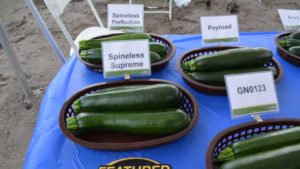 'Spineless Supreme'