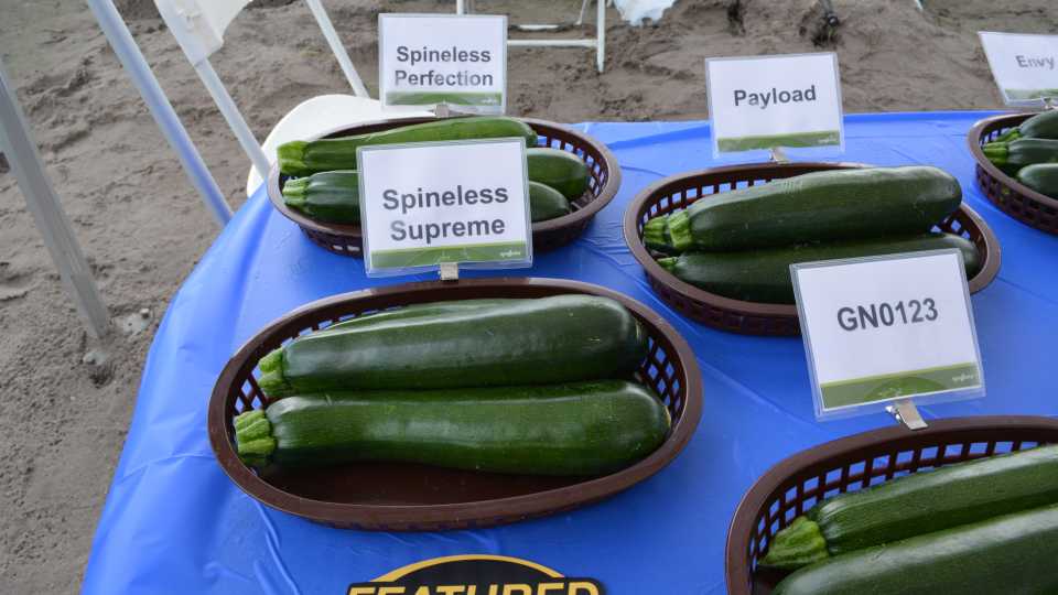 'Spineless Supreme'