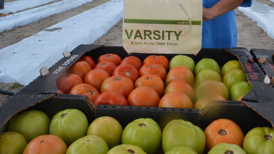'Varsity'