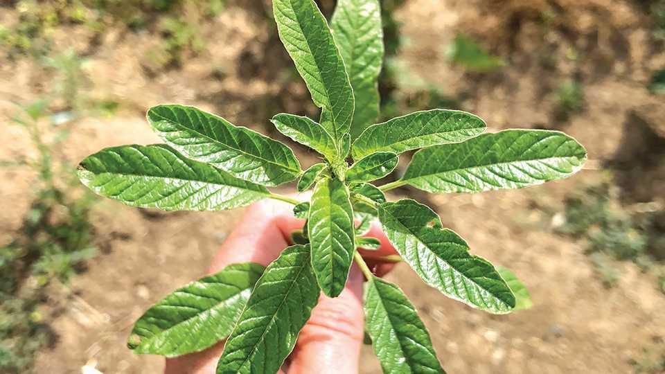Field Scouting Guide: Waterhemp
