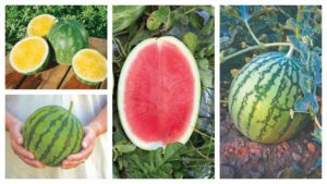 18 Watermelon Varieties Perfect for 2020