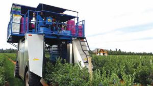 Berry Experts Flesh Out Future of the Industry