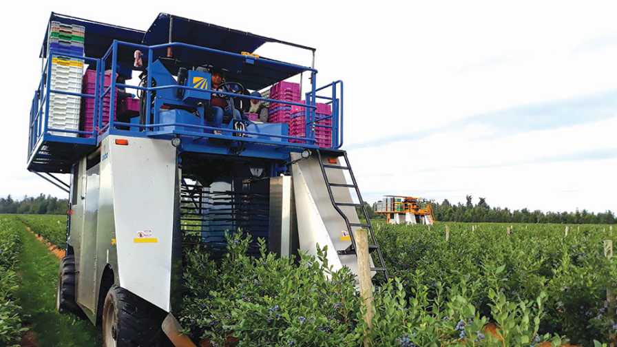 Berry Experts Flesh Out Future of the Industry