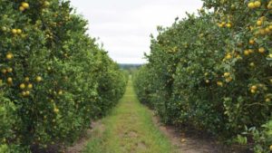 Let’s Recognize Lifelong Leadership in Florida Agriculture