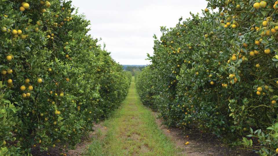 Who’s Tops in Citrus? California Might Take Crown from Florida This Year