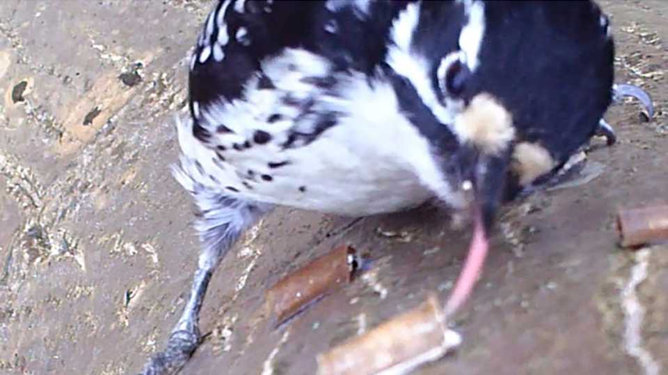 Why You Need to Welcome Bug-Eating Birds in Your Nut Orchard