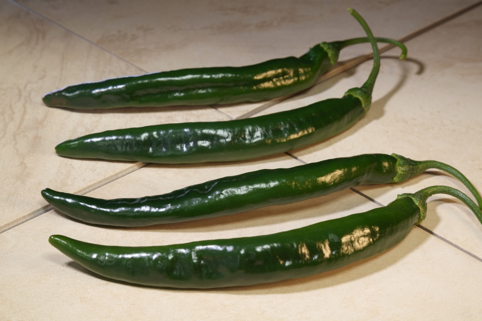 Campesino from Sakata Seed America