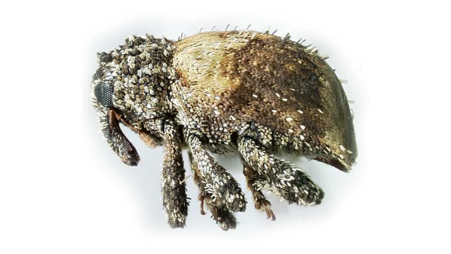 Beware of Cuban Pepper Weevil in Your Crops