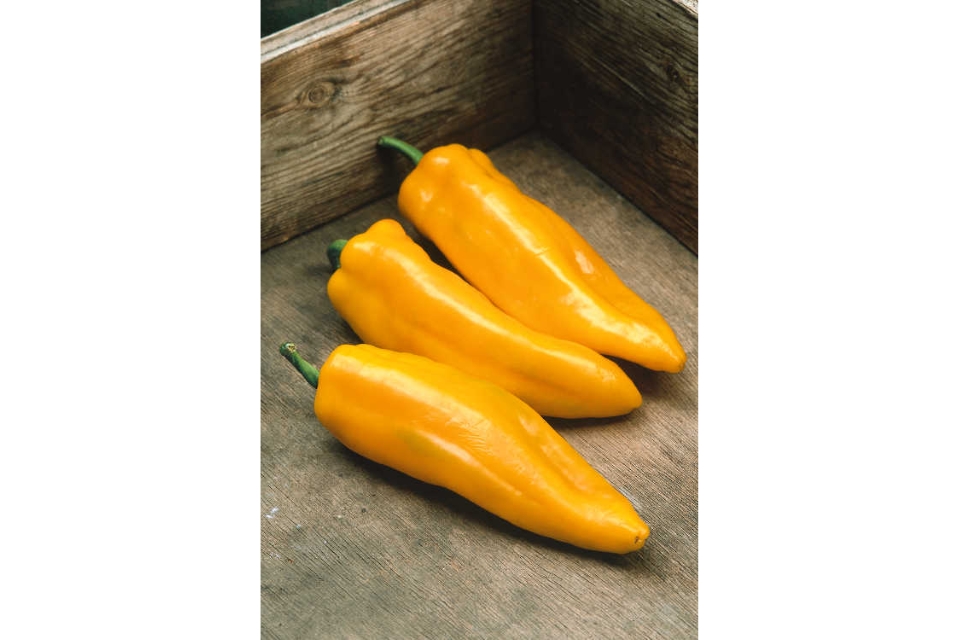 Mama Mia Giallo from Seeds by Design