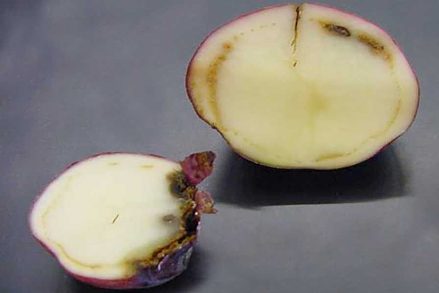 Have Potato Seed Problems? This Program Can Help