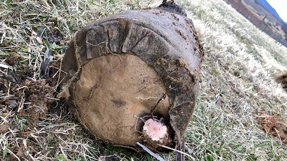 How Grape Growers Can Reduce Vine Size with Root Restriction