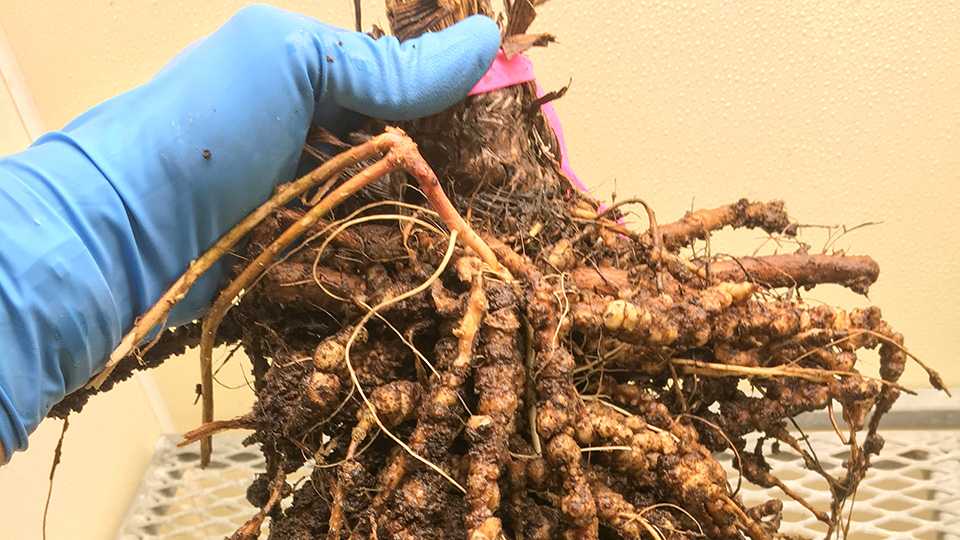 Marrone Bio Innovations Readies Next-Gen Nematicide/Insecticide for Registration
