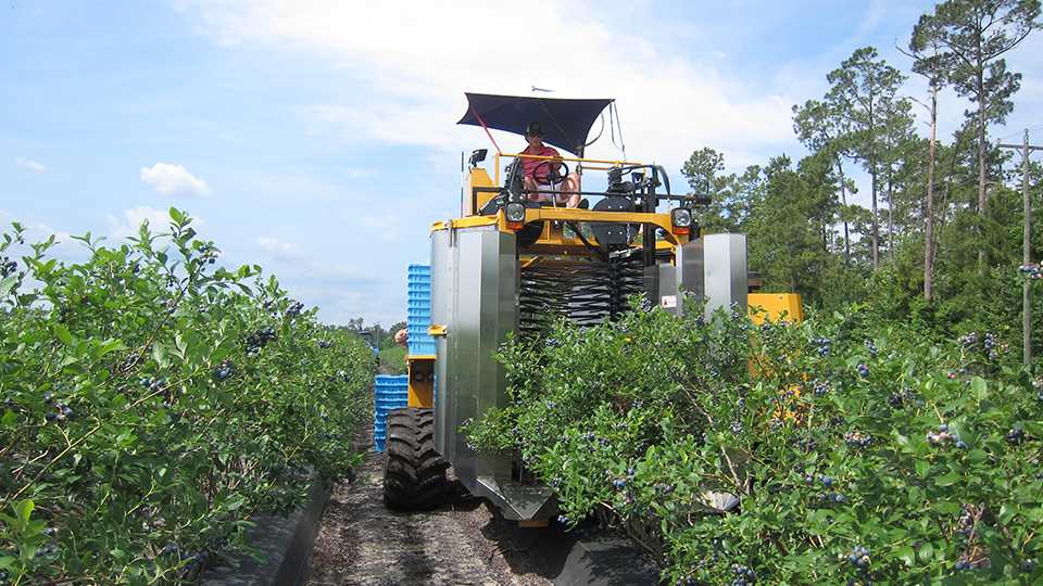 Where Berry Growers Can Look for a Mechanical Edge