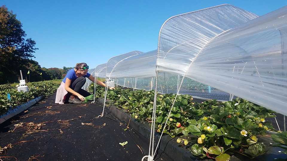 Massive Change in Order for Northeast Berry Industry