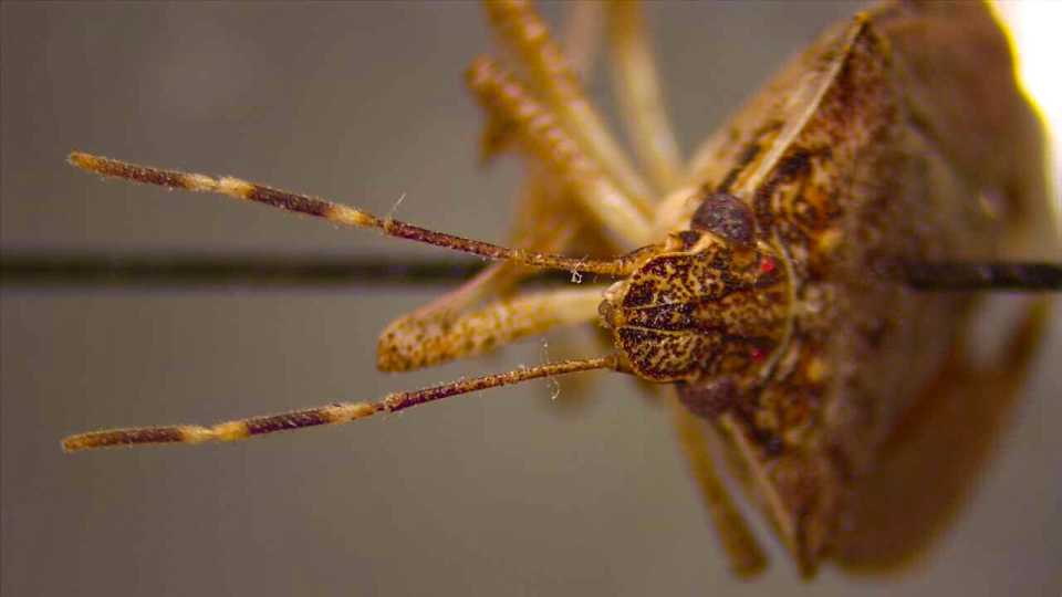 How Nut Growers Can Get the Best of Brown Marmorated Stink Bug