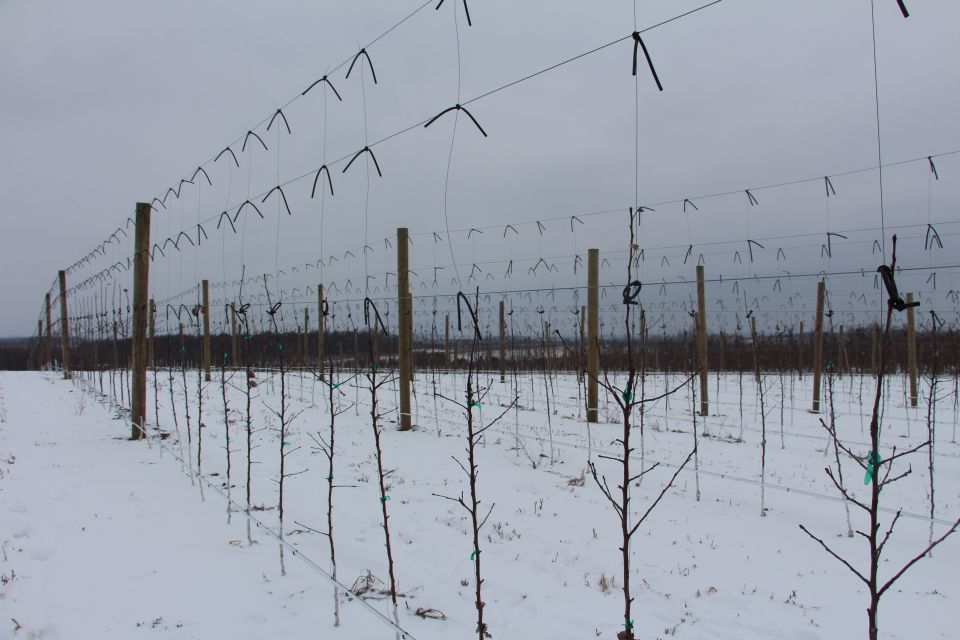 IFTA, Joe Rasch Orchards.