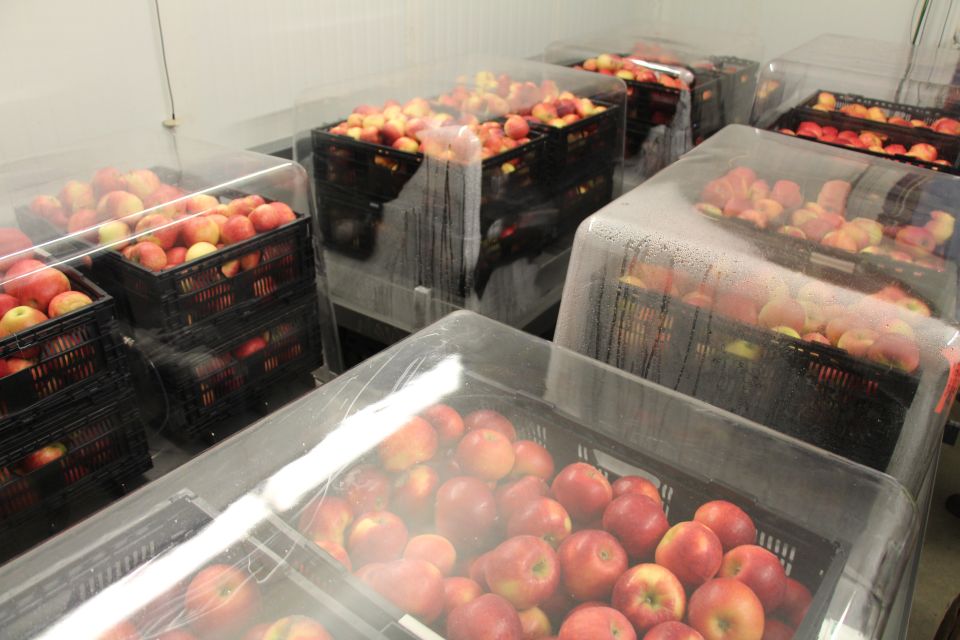 Cost-Saving Opportunities in Cold Storage for Produce Growers